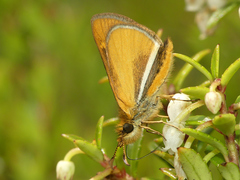 Butleria fruticolens