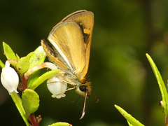 Butleria fruticolens