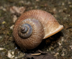 Cyclophorus punctatus