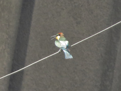 Merops apiaster