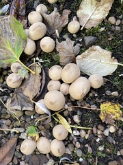 Apioperdon pyriforme