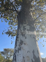 Platanus occidentalis