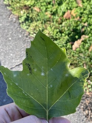 Platanus occidentalis