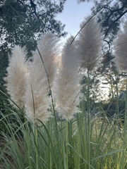 Cortaderia selloana