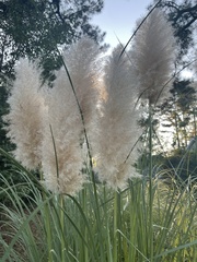 Cortaderia selloana
