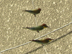 Merops apiaster