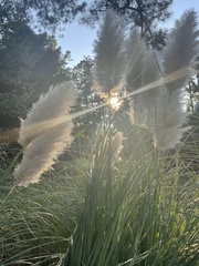 Cortaderia selloana