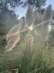 Cortaderia selloana