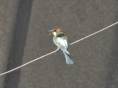 Merops apiaster