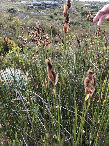 Image of Elegia juncea by (c) Caroline Voget, some rights reserved (CC BY)