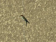 Merops apiaster