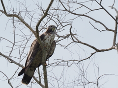 Pernis ptilorhynchus orientalis