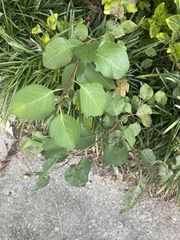 Pyrus calleryana
