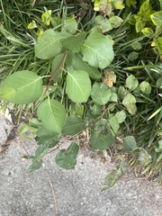 Pyrus calleryana