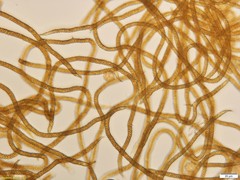 Oligonema persimile