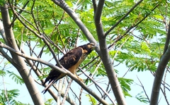 Pernis ptilorhynchus orientalis