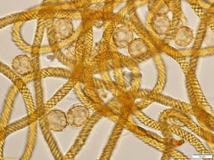 Oligonema persimile