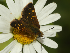Butleria bissexguttatus