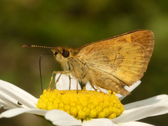 Butleria bissexguttatus