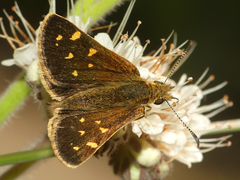Butleria bissexguttatus