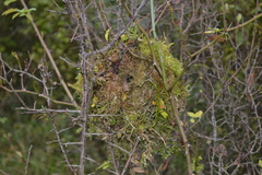 Troglodytes troglodytes