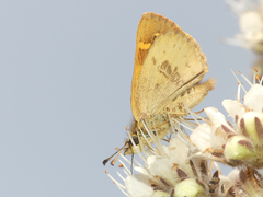 Butleria bissexguttatus