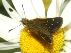 Butleria bissexguttatus