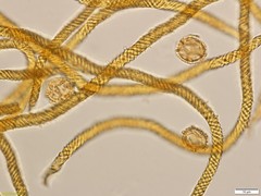 Oligonema persimile