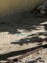 Cnemidophorus arubensis