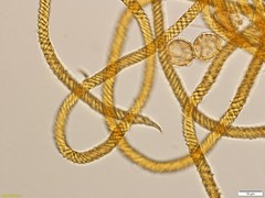 Oligonema persimile