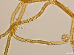 Oligonema persimile