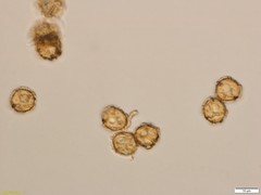 Oligonema persimile
