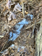 Byssocorticium atrovirens