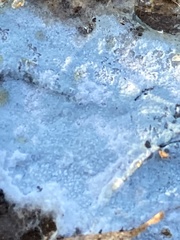 Byssocorticium atrovirens