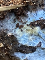 Byssocorticium atrovirens