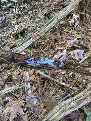 Byssocorticium atrovirens