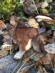 Gyromitra