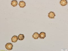 Oligonema persimile