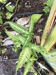 Syngonium auritum