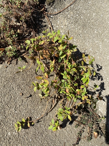 Euphorbia ophthalmica image