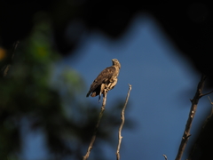 Pernis ptilorhynchus orientalis