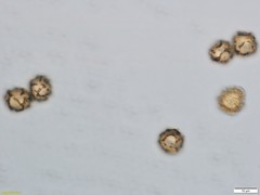 Oligonema persimile