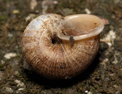 Cyclophorus punctatus