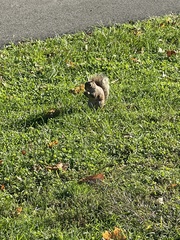 Sciurus carolinensis