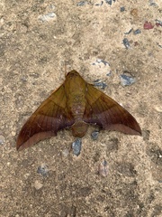 Oryba achemenides
