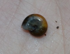 Oxychilus navarricus