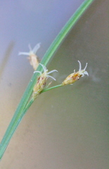 Fimbristylis tristachya