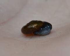 Oxychilus navarricus