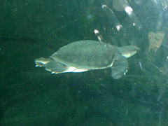 Carettochelys insculpta