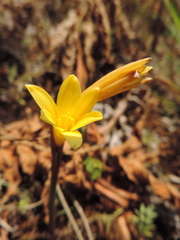 Cyrtanthus breviflorus image